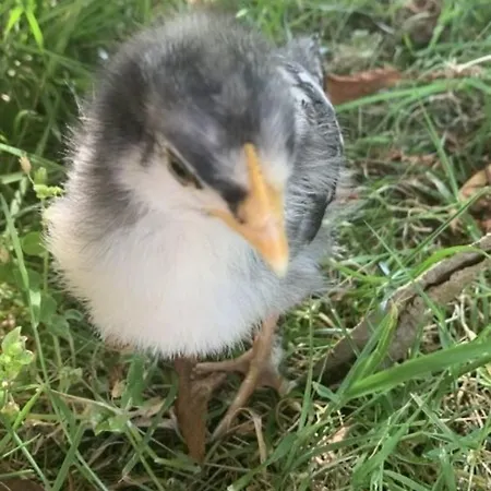 Lejlighed De Ole Kohstall Ebenerdig Tetenbull