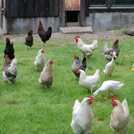 De Ole Kohstall Ebenerdig Lejlighed